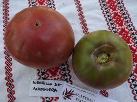 Negrillo de Almoguera paradicsom - Paradicsom különlegességek az Egzotikus Növények Stúdiója kínálatából